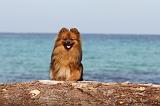 SPITZ ALLEMAND 215